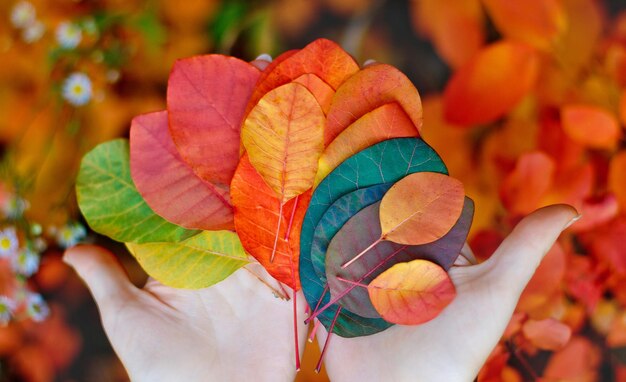 Bright autumn leaves