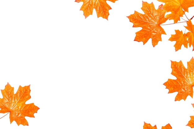 Photo bright autumn maple leaf on a white background foliage fall concept