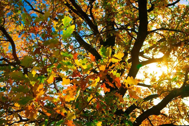 bright autumn Oak leaves fall