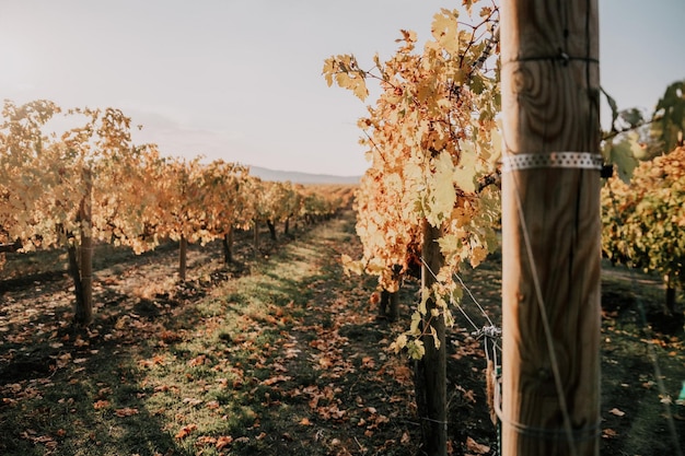 Bright autumn red orange yellow grapevine leaves at vineyard in warm sunset sunlight beautiful