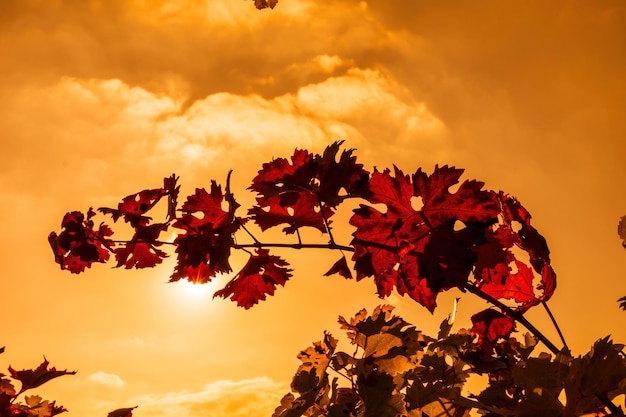 Bright autumn red orange yellow grapevine leaves at vineyard in warm sunset sunlight beautiful