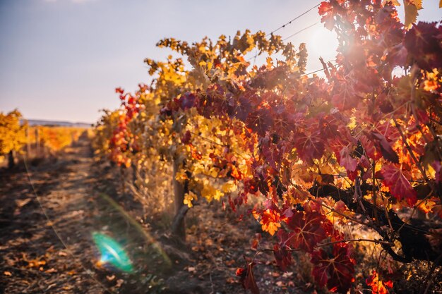 Bright autumn red orange yellow grapevine leaves at vineyard in warm sunset sunlight beautiful