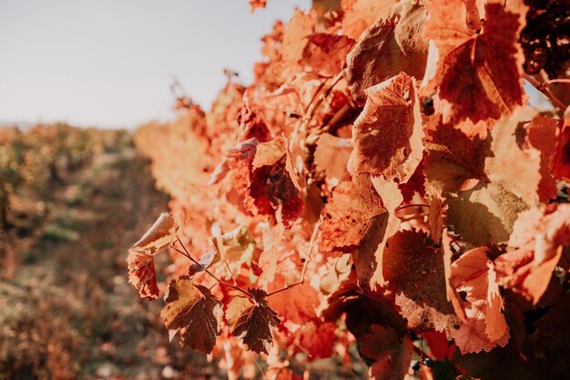 Bright autumn red orange yellow grapevine leaves at vineyard in warm sunset sunlight beautiful