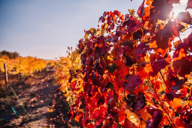 Bright autumn red orange yellow grapevine leaves at vineyard in warm sunset sunlight beautiful