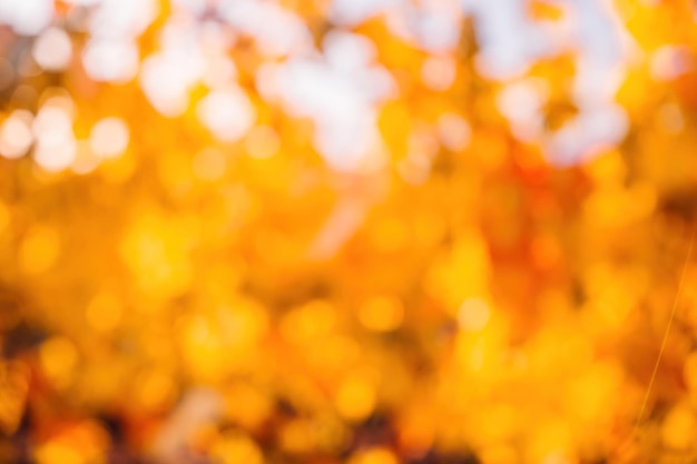 Bright autumn red orange yellow grapevine leaves at vineyard in warm sunset sunlight beautiful