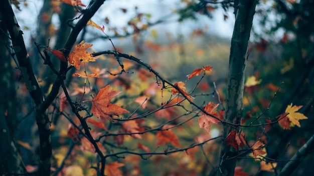 Bright autumn sycamore leaves