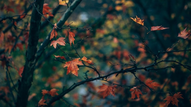 Bright autumn sycamore leaves