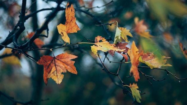 Bright autumn sycamore leaves