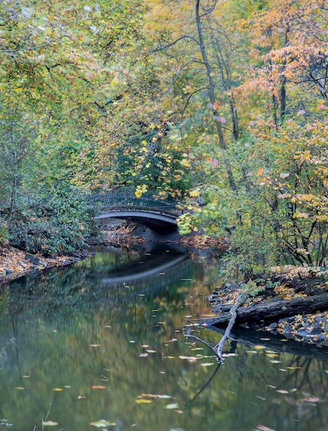 bright autumn trees reflected in the lake in the park