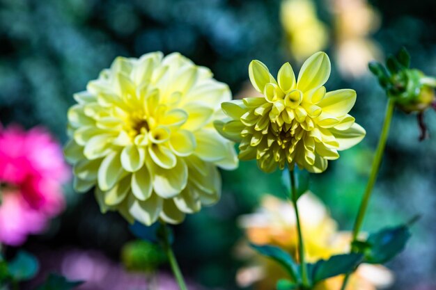 Photo bright autumnal flowers