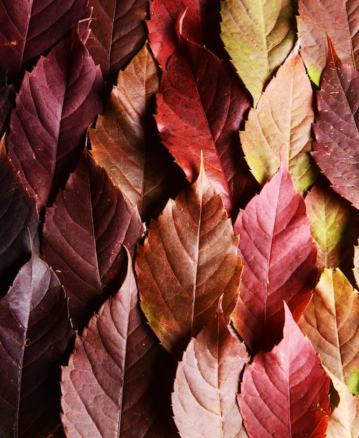 写真 紅葉で作られた明るい背景