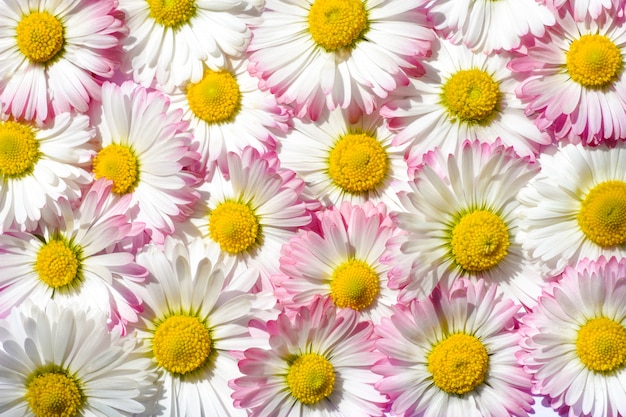 Photo bright background of white and pink field chamomiles