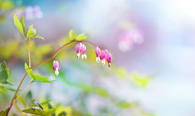 Premium Photo | Bright background with flowers of a broken hearts