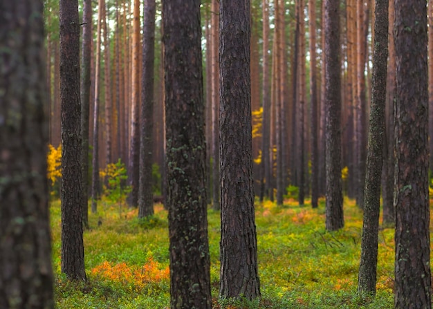 Bright beautiful autumn pine forest