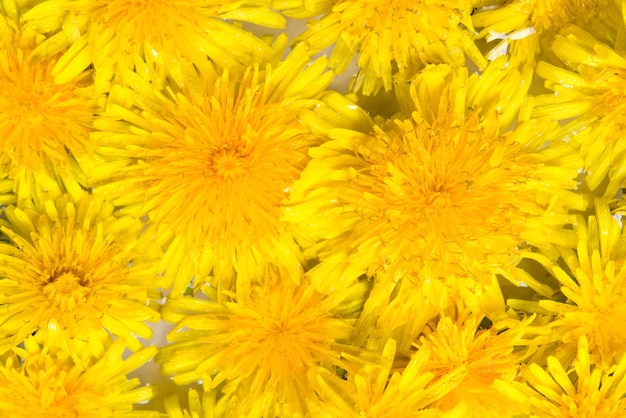 Bright beautiful background of yellow dandelions flowers