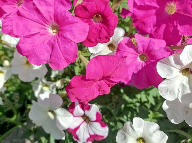 写真 明るい、美しい、繊細、ピンク、赤、白、花、ペチュニア、庭で、晴れ
