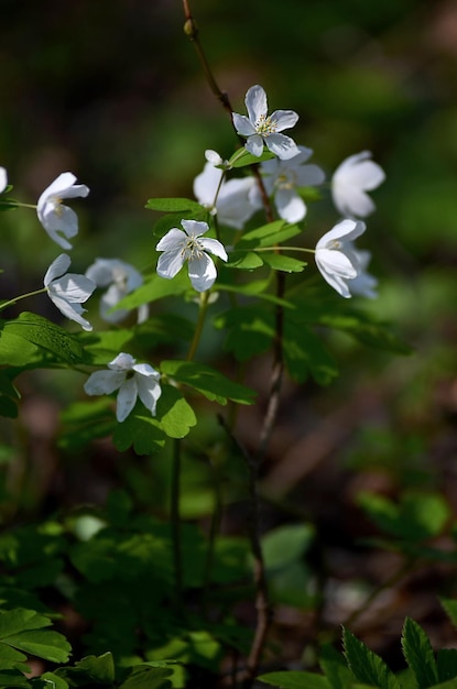 Bright beautiful flowers blooming in early spring on a green lawn