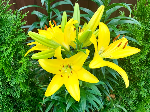 Bright beautiful flowers of daylily growing in garden. Studio Photo.