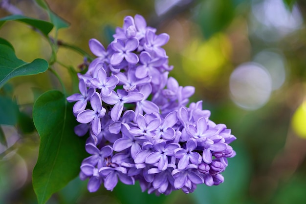 晴れた春の朝に明るく美しいライラックの花がクローズアップ