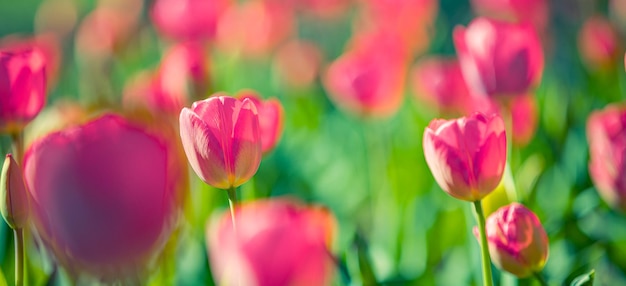 春の自然愛の明るく咲くチューリップの花のパノラマ雄大な素晴らしい自然の春のシーン