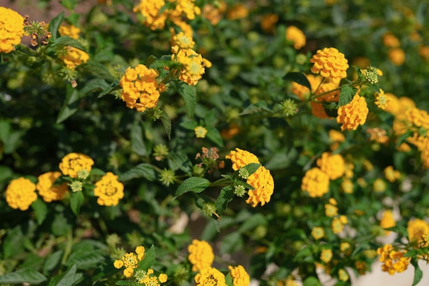 Fiori gialli di fioritura luminosi in primo piano del giardino