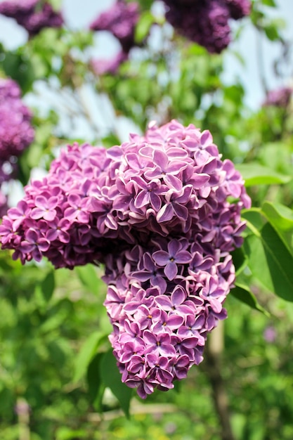 Bright blooms of spring lilacs bush in lilac garden Spring small pink lilac flowers