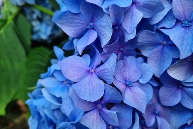 Bright blue blooming hydrangea in the garden in summer