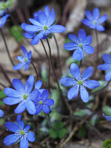 Яркие сине-сиреневые цветки благородной печеночницы (Hepatica nobilis) на фоне зелени