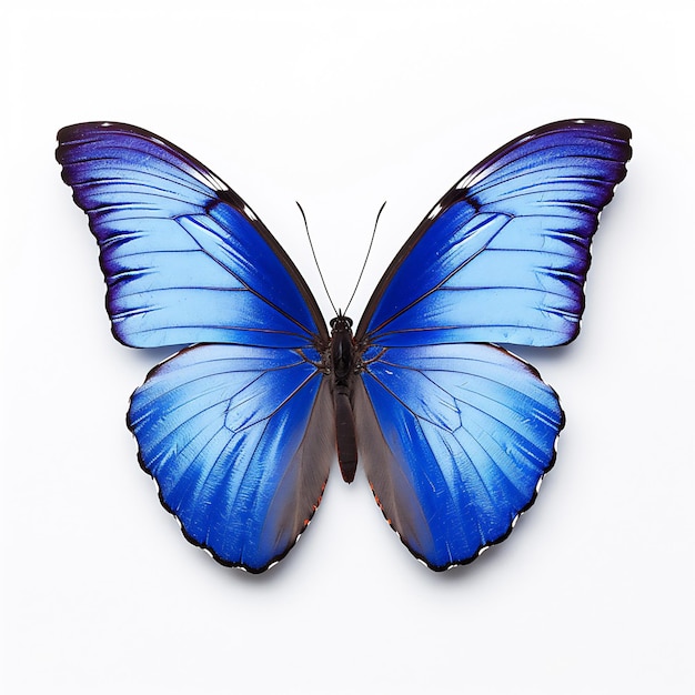 Bright blue tropical butterfly