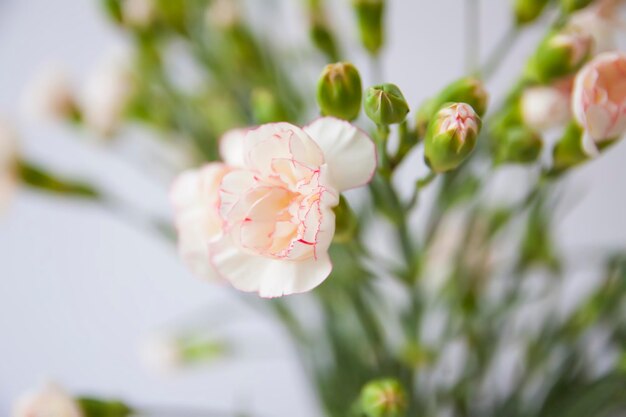 카네이션 꽃의 밝은 꽃다발. 부드러운 빛 배경에 꽃 조성입니다.