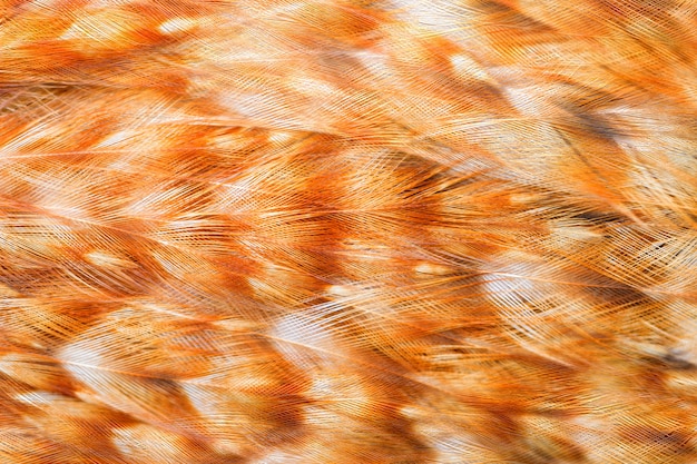 Bright brown feathers group of some bird