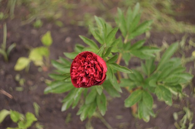 Bright burgundy peony blossomed in early spring