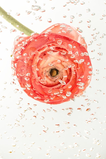 写真 気泡で覆われた水中の明るいキンポウゲの花