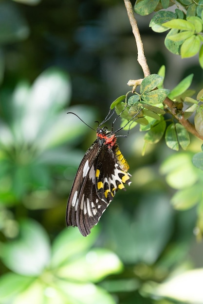 自然の中の明るい蝶蝶昆虫クローズ アップ飛行蝶マクロ撮影