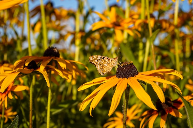 Bright butterfly sitting on a flower. close-up