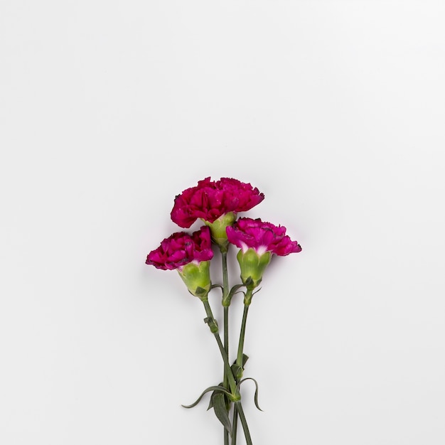 Bright carnations on white