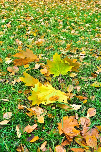 Bright carpet at the time of leaf fall