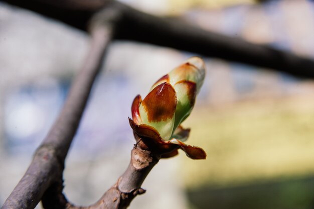 Bright chestnut bud close up in a spring park