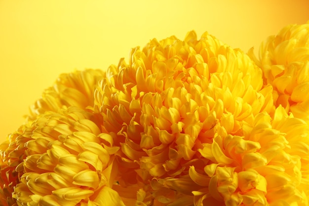 Bright chrysanthemums flowers on yellow background