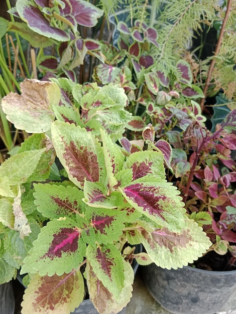 Bright coleus leaves painted nettle background nature backdrop