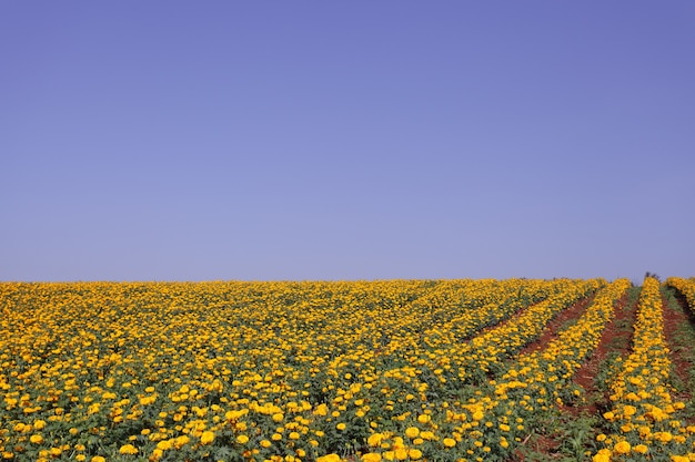 Photo bright color marigold flower meadow