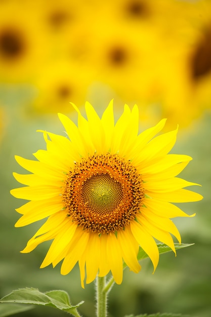 Bright color yellow sunflower, beautiful flower.