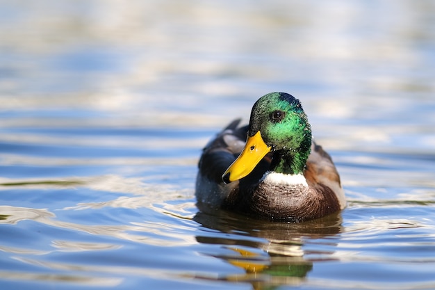 A bright-colored duck swims in a lake
