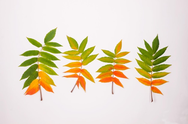 Photo bright colored green orange and red autumn leaves on a white background