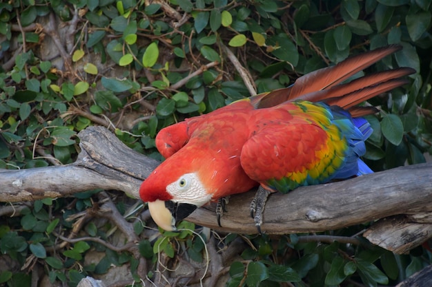 Bright colored scarlet macaw leaning over a  branch.