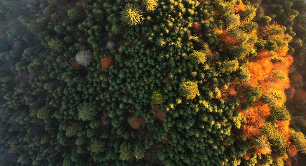 Bright colorful autumn forest and meadow at dawn Drone view