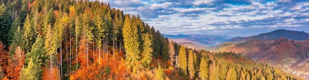 Bright colorful autumn forest and meadow at dawn Drone view