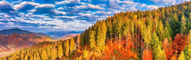 Bright colorful autumn forest and meadow at dawn Drone view