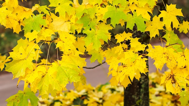 晴れた日のカエデの鮮やかな色鮮やかな紅葉