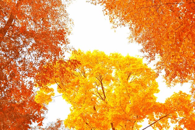 Bright colorful autumn leaves